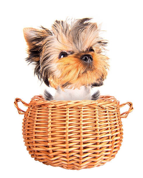 istock happy yorkie toy standing in a basket 459931789