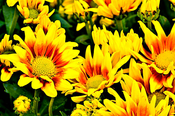 amarillo chrysanthemums - christs fotografías e imágenes de stock