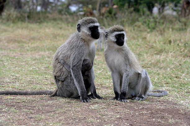 Vervet or Green monkey, Chlorocebus pygerythrus