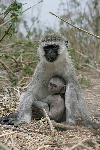 istock Vervet or Green monkey, Chlorocebus pygerythrus 459932713