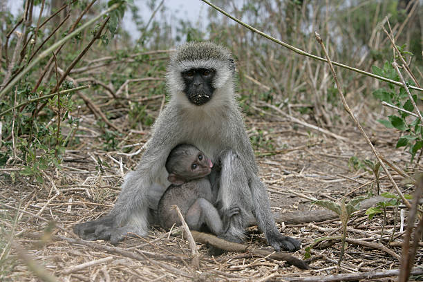 istock Vervet or Green monkey, Chlorocebus pygerythrus 459932717