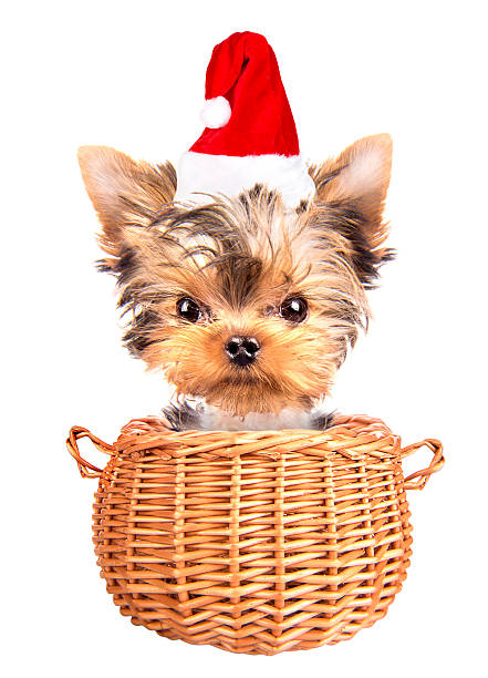 christmas dog as santa in a basket christmas dog as santa in a basket on a white background lieke klaus stock pictures, royalty-free photos & images