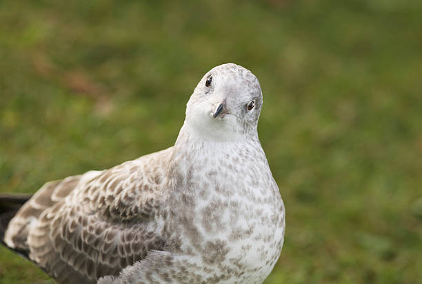 A curious seagull - with tilted head - is looking at the photographer. Selective focus placed over the eyes - blurred background.