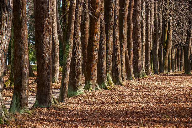 Parco di Vicolo in autunno - foto stock