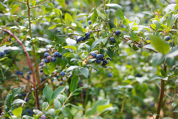 istock Blueberries at a pick berry farm in Germany 459933085