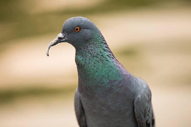 istock ferral pigeon detail 459933245