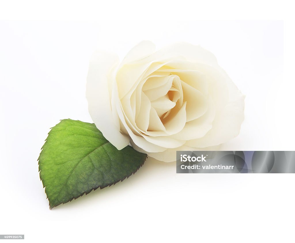 Photo libre de droit de Seule Fleur Rose Blanche Avec Des Feuilles banque  d'images et plus d'images libres de droit de Amour - Amour, Anniversaire  d'un évènement, Beauté de la nature -