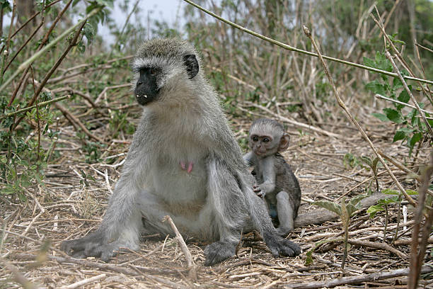 istock Vervet or Green monkey, Chlorocebus pygerythrus 459935813
