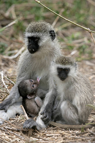 istock Vervet or Green monkey, Chlorocebus pygerythrus 459935823