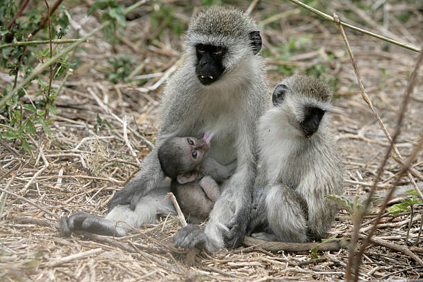 Vervet or Green monkey, Chlorocebus pygerythrus