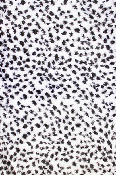 A sample of black and white leopard fur White with black dots pattern in fur like a panther, leopard or cheetah. This cloth is suitable as an animal texture with structure for a background. The irregular black spots are placed at random on a white background. black and white cheetah print stock pictures, royalty-free photos & images