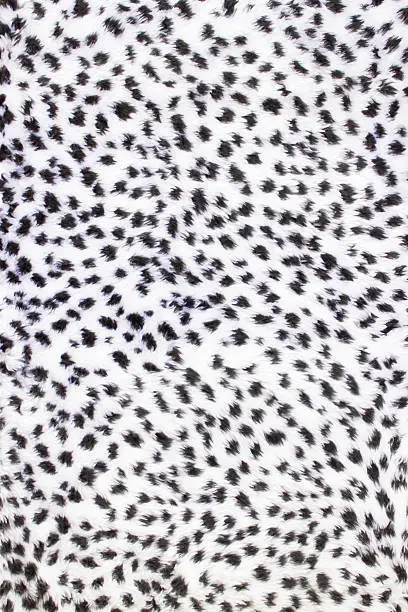 White with black dots pattern in fur like a panther, leopard or cheetah. This cloth is suitable as an animal texture with structure for a background. The irregular black spots are placed at random on a white background.