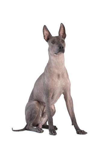 Mexican xoloitzcuintle dog sitting against white background.