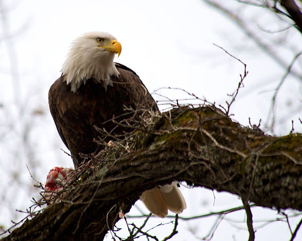 Soon Eagle stock photo