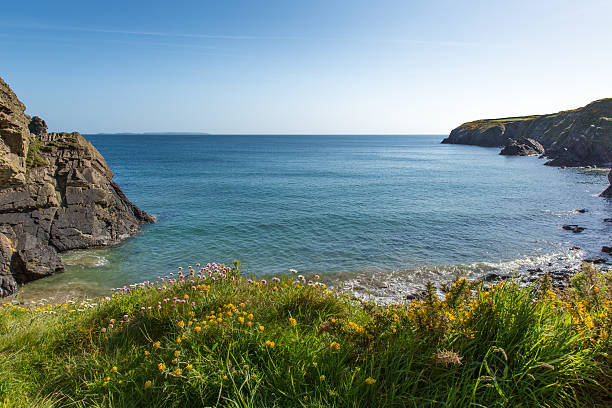 Caerfai Bay St Brides Pembrokeshire West Wales UK near St Davids and in the Coast National Park.   The Pembrokeshire Coast Path passes alongside the bay, with views to Ramsey Island.