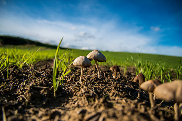 Mushrooms in a wheat field France stock photo