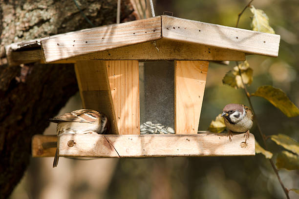 istock Two Eurasian Tree Sparrows on a bird house in autumn 459943149