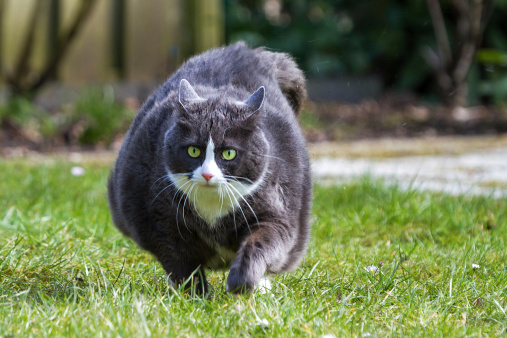 Obese pussy cat on the move in the garden  in spring