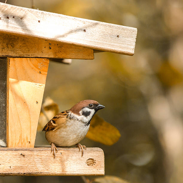 istock Eurasian Tree Sparrow at a feeding place in autumn 459943243