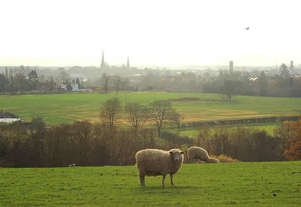 a view of Shrewsbury from a local hill