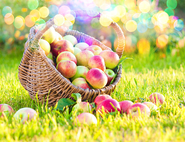 istock Red apples in straw basket. 459944303
