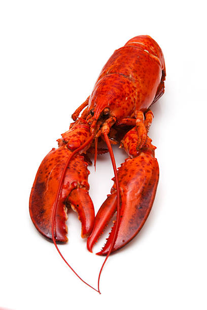 istock Cooked Canadian red lobster isolated on a white studio Background. 459949375