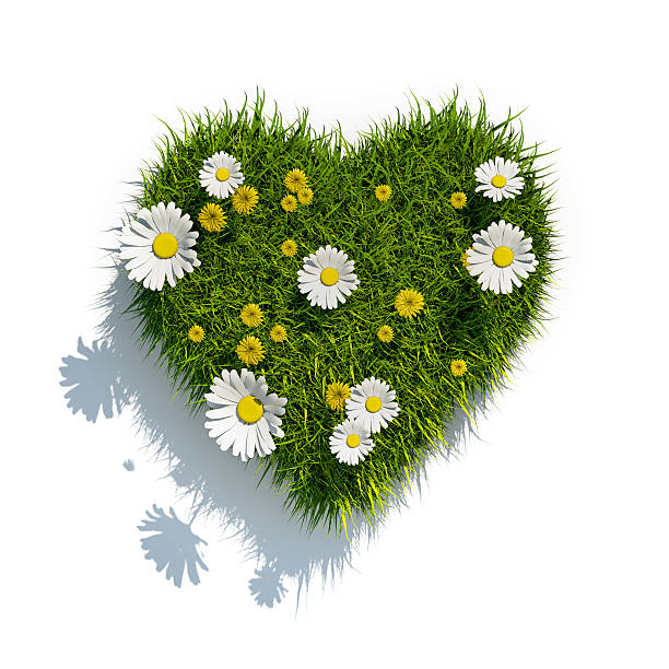 grass heart on white background stock photo