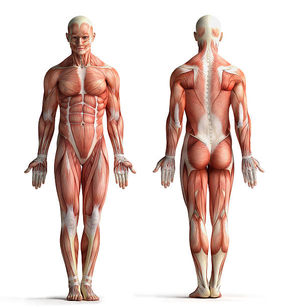 hombre anatomía vista - músculo humano fotografías e imágenes de stock