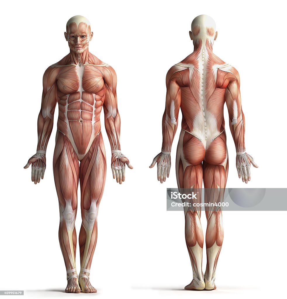 male anatomy view Anatomy Stock Photo