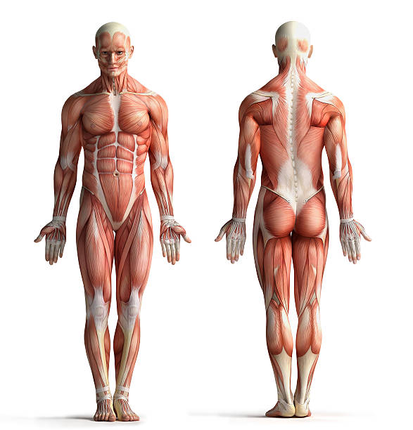 male anatomy view male anatomy view muscular build stock pictures, royalty-free photos & images