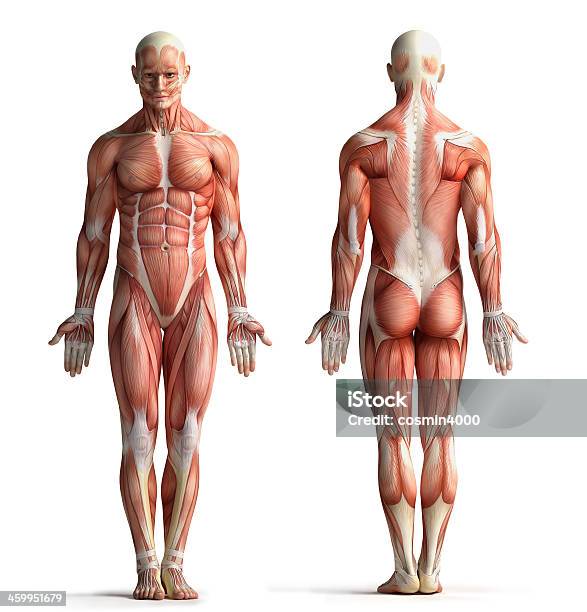 Male Anatomy View Stock Photo - Download Image Now - Anatomy, The Human Body, Muscular Build
