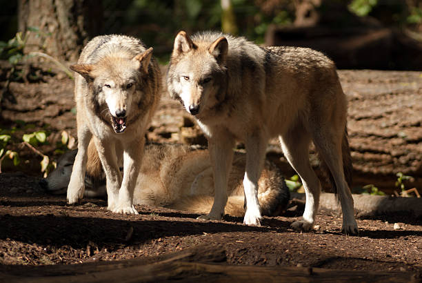istock Wild Animal Wolf Pair Standing Playing North American Wildlife 459952707