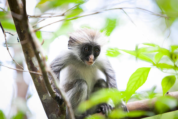 istock Baby red colobus monkey in Zanzibar 459953859