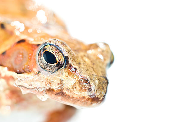 istock Portrait of frog 459953953