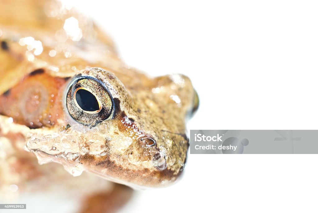 Portrait of frog Muzzle of toad with slices of thawing snow Frog Stock Photo