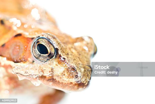 Portrait Of Frog Stock Photo - Download Image Now - Frog, Frozen, Animal