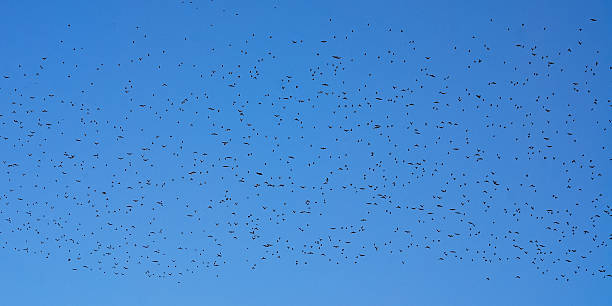 istock flock of birds in flight 459954141