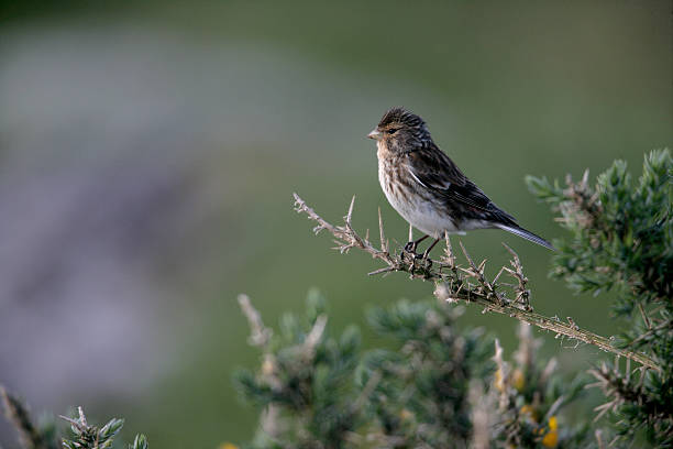 istock Twite, Carduelis flavirostris 459954211