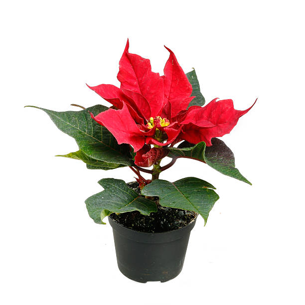 flor de nochebuena - poinsettia flower potted plant plant fotografías e imágenes de stock