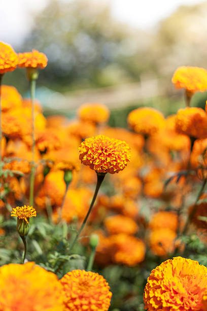 istock marigold flower and sunshine 459954927