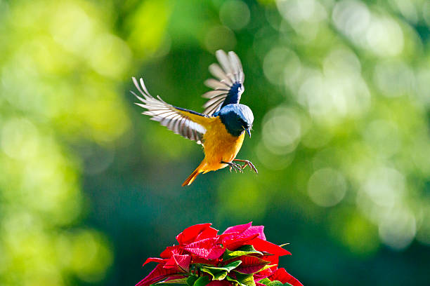 male Daurian Redstart in flight,Phoenicurus auroreus
