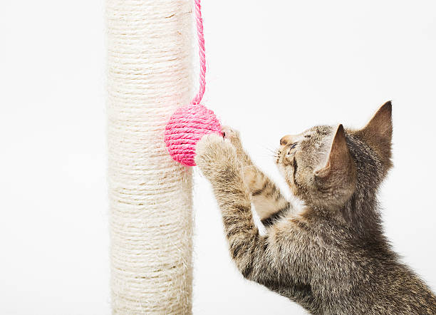 istock Little cat playing with a pink ball 459956885