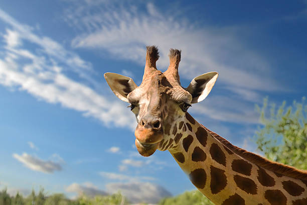 istock close up of young giraffe 459956965