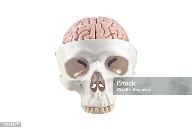Cráneo Humano Con Modelo De Cerebro Aislado Foto de stock y más banco de imágenes de Anatomía - Anatomía, Cerebelo, Cerebro humano