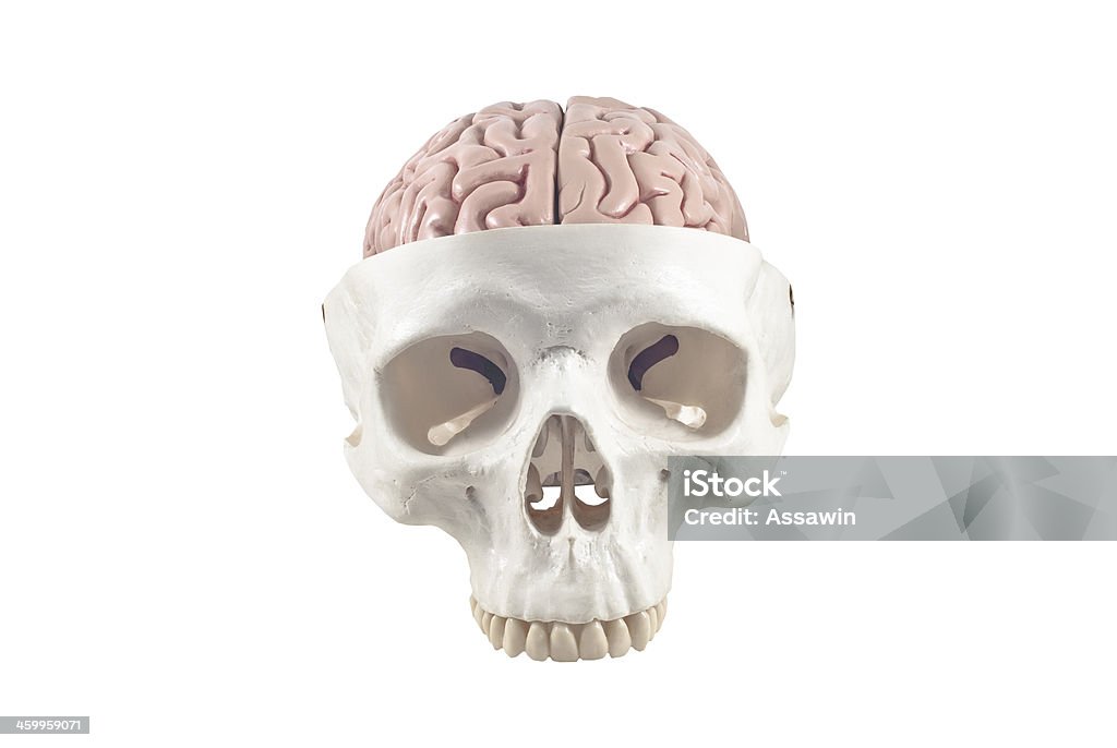 Ludzkiej czaszki z mózgu model, puste - Zbiór zdjęć royalty-free (Anatomia człowieka)