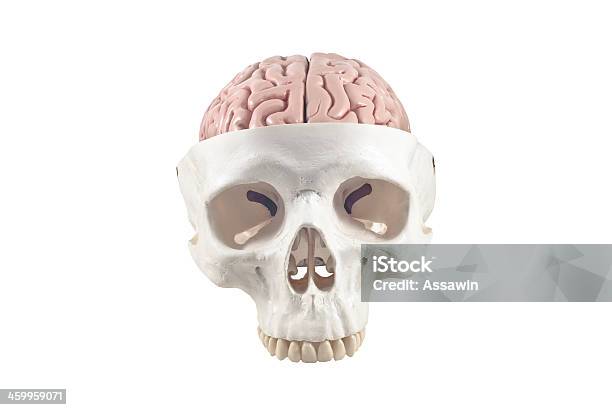 Человеческий Череп С Мозга Модели Изолированные — стоковые фотографии и другие картинки Ад - Ад, Анатомия, Болезнь