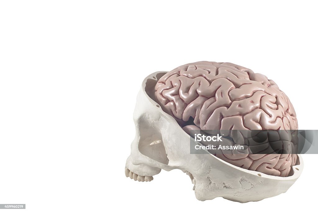 Menschlicher Schädel mit Gehirn-Modell Isoliert - Lizenzfrei Anatomie Stock-Foto