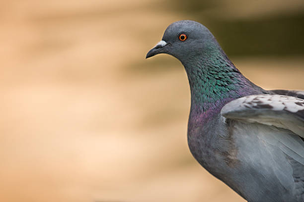 istock ferral pigeon detail 459961019