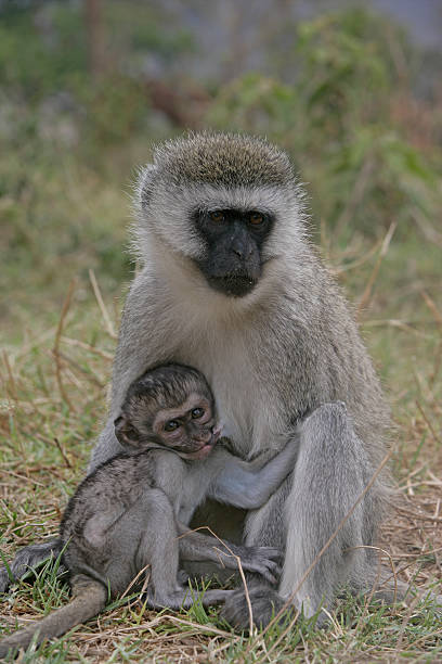 istock Vervet or Green monkey, Chlorocebus pygerythrus 459962189