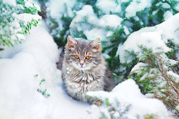 Cute kitten sitting on the snowy pine tree